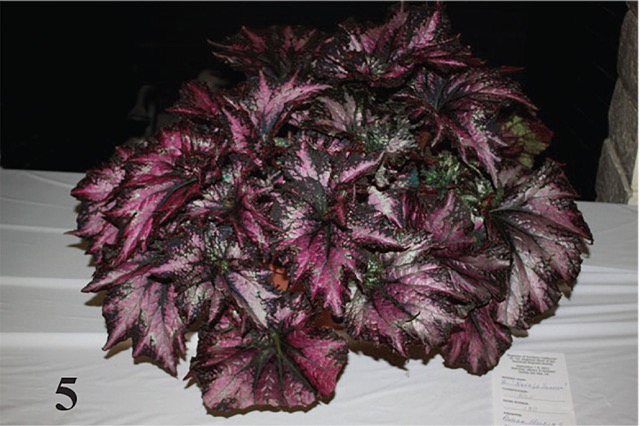 B. ‘Navajo Sunrise’